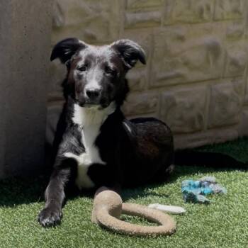 Border Collie and Mixed Breed Dogs Available for Adoption in Houston, Texas - Cello  | PetCurious