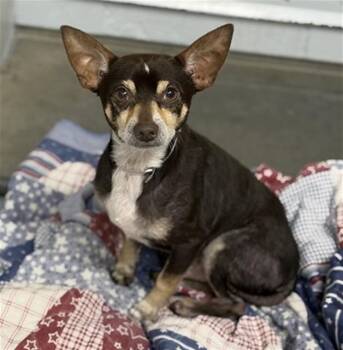 ALEJANDRO -  Chihuahua and Mixed Breed Dog for Adoption in Conroe, Texas - ALEJANDRO | PetCurious
