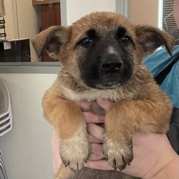 Daphne -  Shepherd and Mixed Breed Dog for Adoption in Galax, Virginia - Daphne | PetCurious