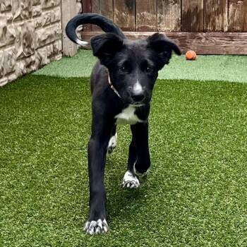 Mixed Breed and Great Pyrenees Dogs Available for Adoption - Tambourine  | PetCurious