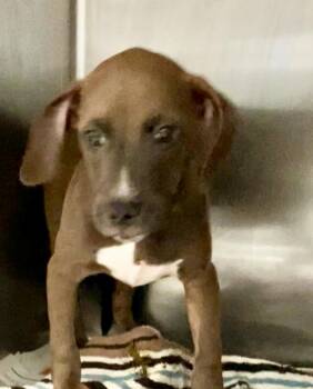 Clover -  Mixed Breed Dog for Adoption in Parma, Ohio - Clover | PetCurious