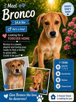 Retriever Dogs Available for Adoption in Jenkintown, Pennsylvania - Bronco | PetCurious