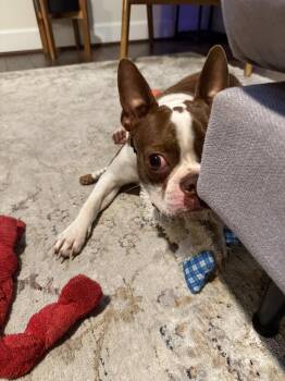 Daisy May -  Boston Terrier Dog for Adoption in Jackson, Tennessee - Daisy May | PetCurious