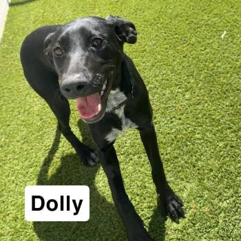 Labrador Retriever Dogs Available for Adoption in Loxahatchee Groves, Florida - DOLLY 5992 | PetCurious