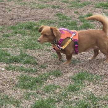 Mixed Breed Dogs Available for Adoption - Eternity | PetCurious