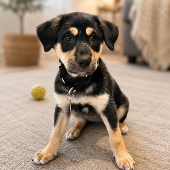 Hannah -  Labrador Retriever and Shepherd Dog for Adoption in St. Thomas, Ontario - Hannah | PetCurious