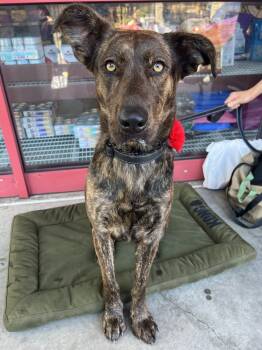 Rescue Dutch Shepherd Dogs for Adoption in Pleasant Hill, California - Nonna | PetCurious