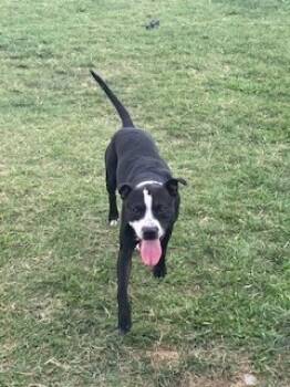 Rescue Pit Bull Terrier and Mixed Breed Dogs for Adoption in Louisville, Kentucky - THAT ONE GUY | PetCurious