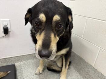 NYMERIA -  Siberian Husky and Mixed Breed Dog for Adoption in Loveland, Colorado - NYMERIA | PetCurious