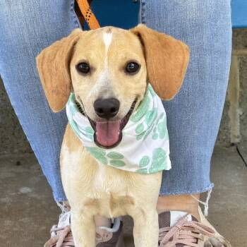 Tiddlywink -  Dachshund and Beagle Dog for Adoption in Meherrin, Virginia - Tiddlywink | PetCurious
