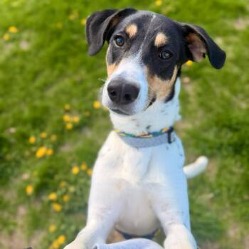 Gas Station Wizard -  Mixed Breed Dog for Adoption in Davenport, Iowa - Gas Station Wizard | PetCurious