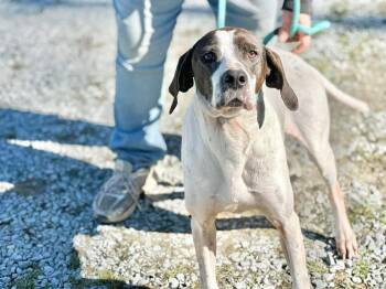 Hound Dogs Available for Adoption - Roscoe | PetCurious