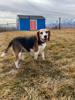 Beagle Dogs Available for Adoption - Giza | PetCurious