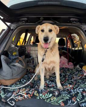 Rescue German Shepherd Dog and Shepherd Dogs for Adoption in Boulder, Colorado - Macaroni (Mac) | PetCurious