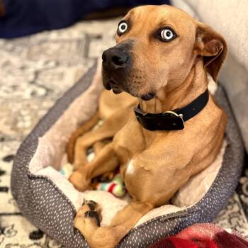 Redbone Coonhound and Catahoula Leopard Dog Dogs Available for Adoption in New Orleans, Louisiana - Luna | PetCurious