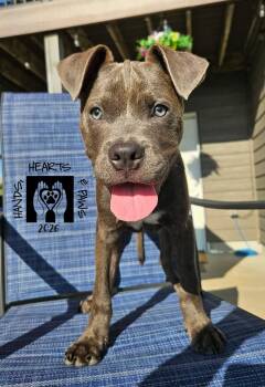 Pedro -  Pit Bull Terrier Dog for Adoption in Omaha, Nebraska - Pedro | PetCurious