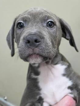 Mixed Breed Dogs Available for Adoption in Wayne, New Jersey - Basil | PetCurious