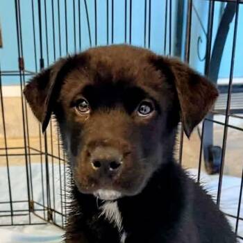 Mooney (20260921-04) -  Black Labrador Retriever Dog for Adoption in Niagara Falls, Ontario - Mooney (20260921-04) | PetCurious