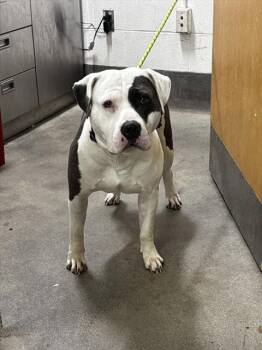 BRYCE -  Pit Bull Terrier Dog for Adoption - BRYCE | PetCurious