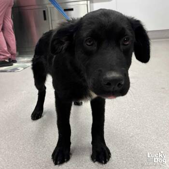 Flat Coated Retriever and Retriever Dogs Available for Adoption in Washington, District Of Columbia - Wilmer | PetCurious