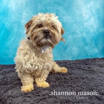 Bandit -  Terrier Dog for Adoption in Las Vegas, Nevada - Bandit | PetCurious