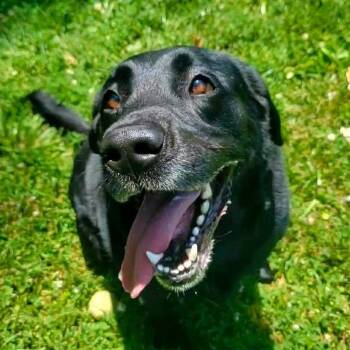 Gunner -  Black Labrador Retriever and Mixed Breed Dog for Adoption in Olathe, Kansas - Gunner | PetCurious