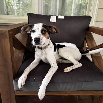 Beagle and Mixed Breed Dogs Available for Adoption in Richmond, Virginia - Spot | PetCurious