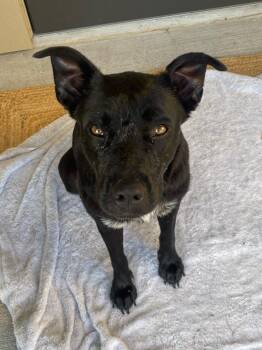 Tilly Garrone -  Boxer and Labrador Retriever Dog for Adoption in Spring, Texas - Tilly Garrone | PetCurious