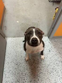 American Staffordshire Terrier Dogs Available for Adoption in Lincoln Park, Michigan - Gordita  | PetCurious