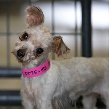 Rescue Yorkshire Terrier Dogs for Adoption in Peyton, Colorado - Sassy (OT25-158) | PetCurious
