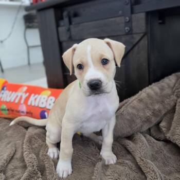 Kira -  Labrador Retriever Dog for Adoption in Cleveland, Texas - Kira | PetCurious
