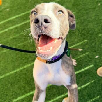 Sully Sullivan III -  Catahoula Leopard Dog and Great Dane Dog for Adoption in Abbotsford, British Columbia - Sully Sullivan III | PetCurious