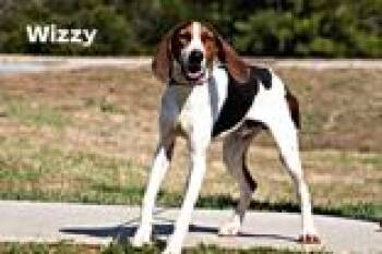 Treeing Walker Coonhound Dogs Available for Adoption in Tiger, Georgia - Wizzy | PetCurious
