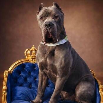 Cane Corso Dogs Available for Adoption - Victor Lovey Boy | PetCurious