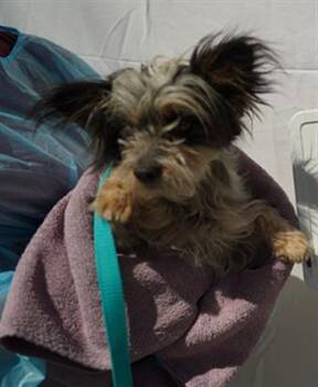 Cairn Terrier and Mixed Breed Dogs Available for Adoption in Albuquerque, New Mexico - SALTIA | PetCurious