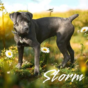 Storm -  Cane Corso Dog for Adoption in Norwood, Georgia - Storm | PetCurious