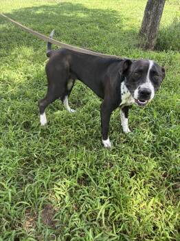 Rescue Bull Terrier Dogs for Adoption in Sheridan, Texas - Aurora | PetCurious