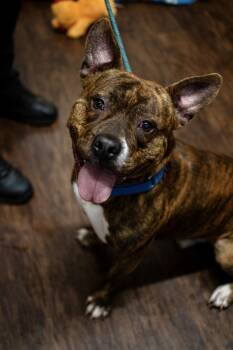 Rescue Pit Bull Terrier and American Bulldog Dogs for Adoption in Frankfort, New York - Gimli | PetCurious