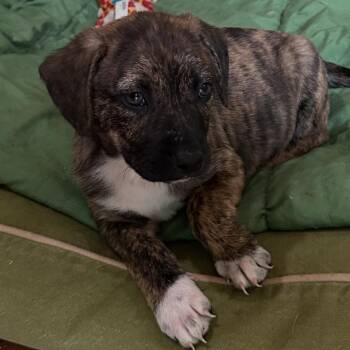 Puck -  Mixed Breed Dog for Adoption in Wappingers Falls, New York - Puck | PetCurious