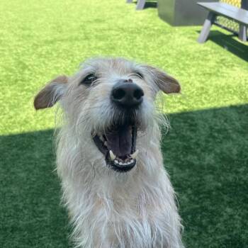 Nom Nom -  Mixed Breed Dog for Adoption in Matteson, Illinois - Nom Nom | PetCurious