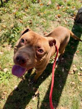 Cake Pop -  Pit Bull Terrier Dog for Adoption in Buffalo, New York - Cake Pop | PetCurious