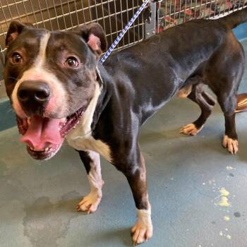 SNOOP -  Mixed Breed Dog for Adoption in Memphis, Tennessee - SNOOP | PetCurious