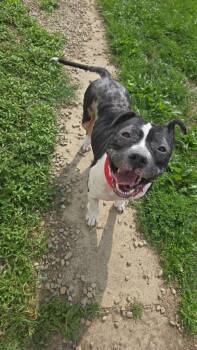 Gibbs -  Pit Bull Terrier Dog for Adoption in Marion, Ohio - Gibbs | PetCurious