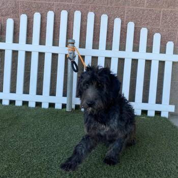 A611497 -  Poodle Dog for Adoption in Modesto, California - A611497 | PetCurious