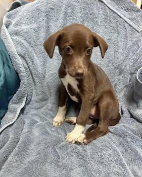 Truffles -  Labrador Retriever Dog for Adoption in Manchester, Connecticut - Truffles | PetCurious