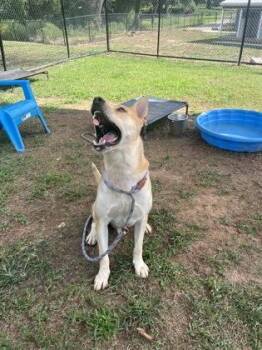 Grantom -  Mixed Breed Dog for Adoption in Chamblee, Georgia - Grantom | PetCurious