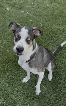 Mixed Breed Dogs Available for Adoption - Dexter (CP) | PetCurious