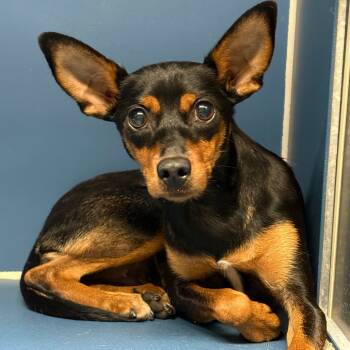 Rescue Miniature Pinscher Dogs for Adoption in Yuma, Arizona - Coffee | PetCurious