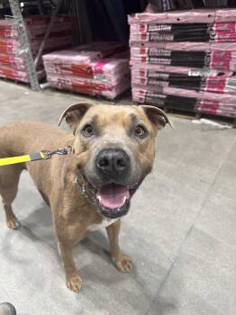 Rescue Pit Bull Terrier Dogs for Adoption in Indianapolis, Indiana - Tommy | PetCurious