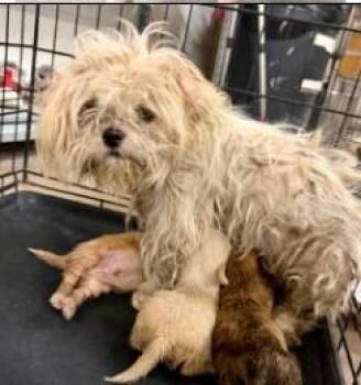 Raven -  Shih Tzu Dog for Adoption - Raven | PetCurious